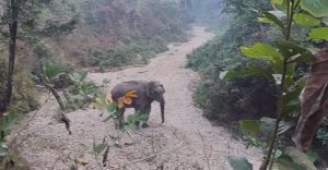 elephant