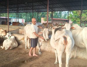 Deshi_gai_cow