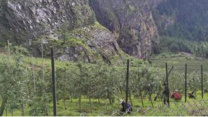 apple-farmming