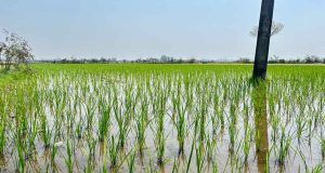 chaite-dhan_madheshtoday