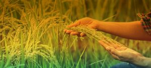 krishi_madheshtoday