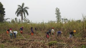 sugarcane-farmming