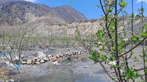 apple-farming-mustang