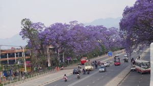 ful-sanrakshan-lalitpur