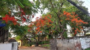 madhesh-biswabidyalay