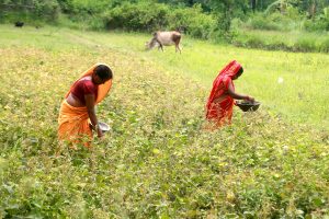 मुङको कोसा टिप्दै किसान