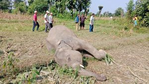 बराहक्षेत्रमा जङ्गली हात्ती