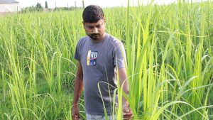 उखुखेतीबाट लाखौँ आम्दानी