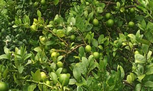 हात्तीको उपद्रो रोक्न