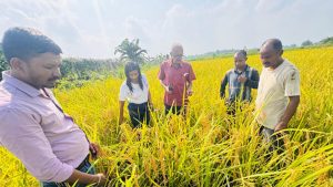 धानको उत्पादन घटेसँगै