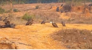 बर्दिबास