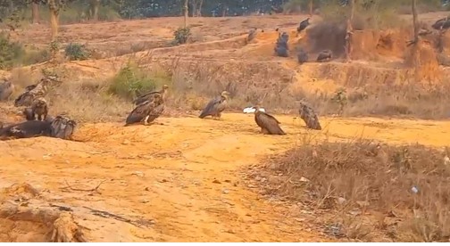 बर्दिबास नगरको पर्यावरणबारे बढ्दै चासो   