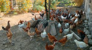 शुक्लाफाँटा