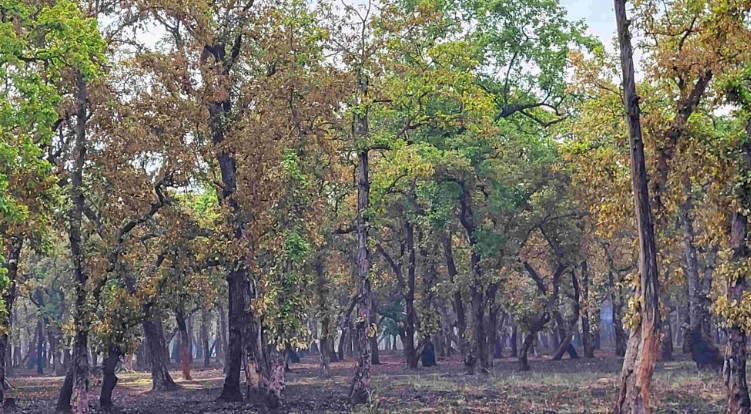 पूर्व-पश्चिम राजमार्ग विस्तार गर्न ६ हजार रुख काटिने   