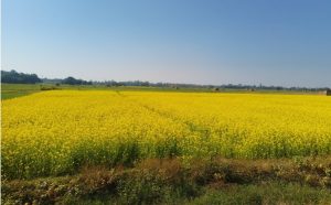 तेलहन बाली