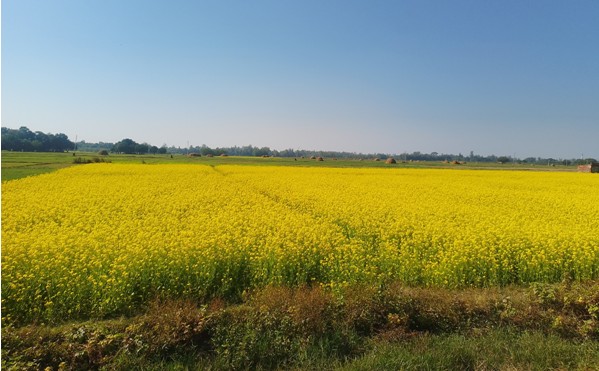 बाँकेमा तेलहन बाली उत्पादन घट्दो क्रममा   