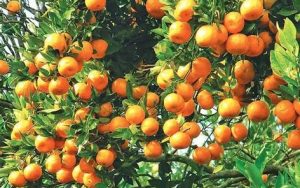 सुन्तलाको उत्पादन