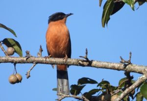 चरा प्रजातिको