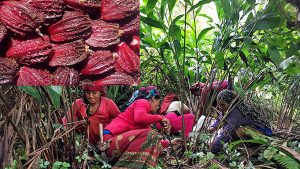 करोड बढीको अलैँची निर्यात