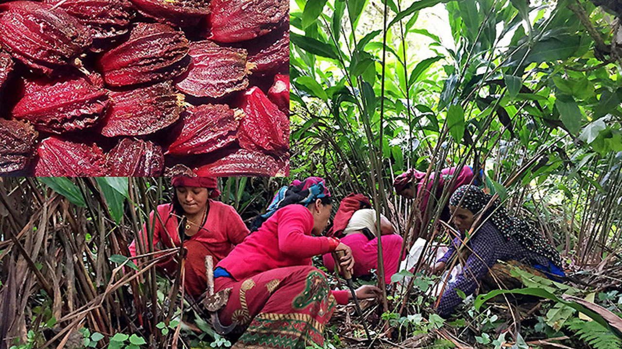 आठ अर्ब ६१ करोड बढीको अलैँची निर्यात