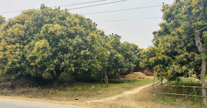 यसवर्ष आँपमा राम्रो मञ्जरी, उत्पादन बढ्ने अपेक्षा  