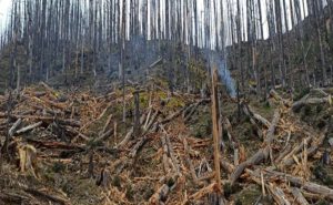 ‘ड्रोन’बाट वनस्पतिका बीउ