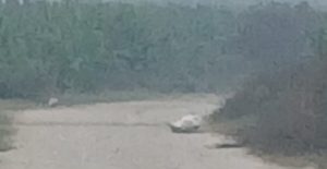 शंकास्पद वस्तु फेला