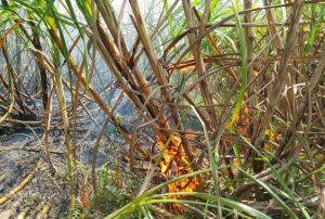 उखु खेतमा