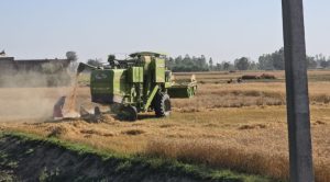 गहुँ काट्न