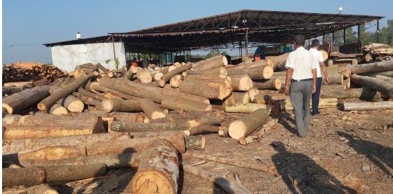 धनुषाको भेनियर उद्योगबाट ६७५ क्युफिट काठ बरामद
